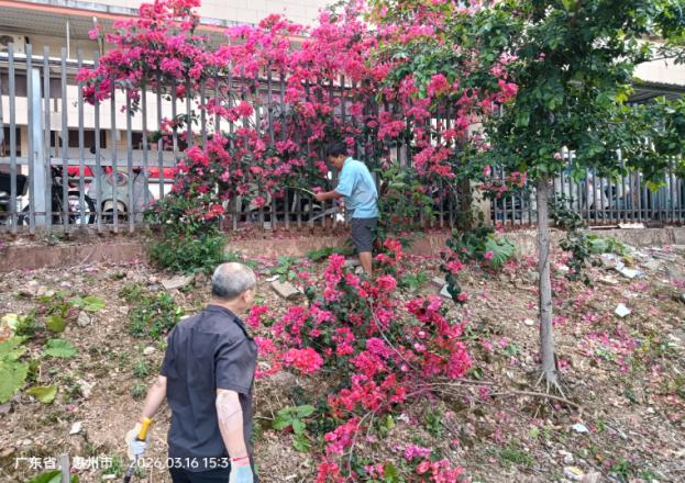 春风十里，不如站前新绿 南线客运站春季绿化养护进行进